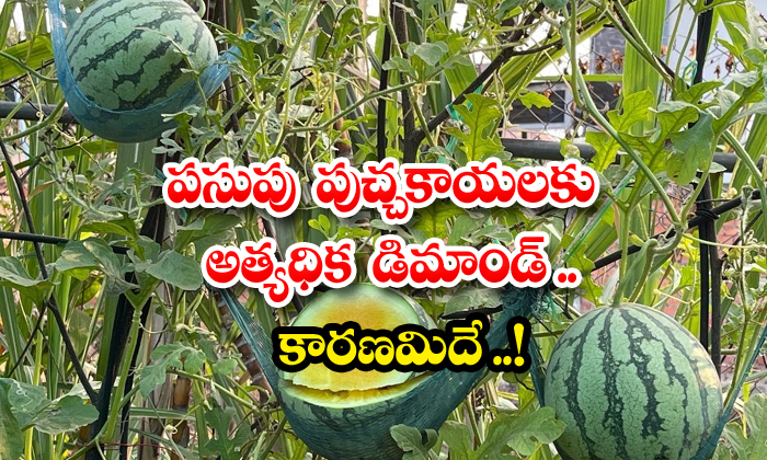  Yellow Watermelons Gives Profit , Watermelon, Yellow Watermelons, Surendra Tiwari, Jasrapur , Rajasthan-TeluguStop.com