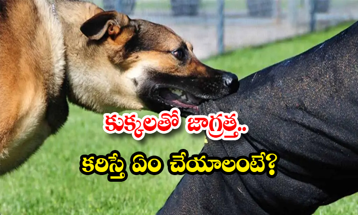  Be Careful With Dogs What To Do If Bitten Details Dog Bite, Treatment, Health Tips, Healthy Living, Health Care, Dog Bite, Dog Bite Remedies, Rabit Vaccine, Steet Dogs, Doctors, Dog Bite Infection-TeluguStop.com