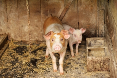  Antibiotic-resistant Mrsa Strain Can Jump From Pigs To Humans: Study-TeluguStop.com