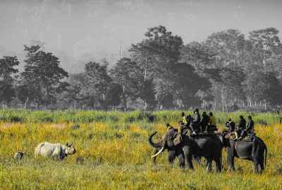  Assam's Kaziranga Park Faces New Threat From Invasive Plant Species-TeluguStop.com