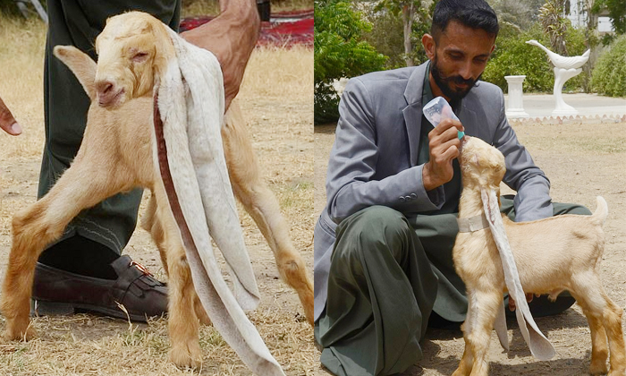 baby-goat-simba-born-with-19-inches-long