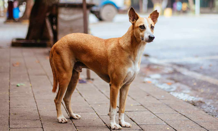 Telugu Dog Muttumani, Humanity, Kasargod, Kerala, Save Dog Tumor, Veterinary, Latest-Latest News - Telugu