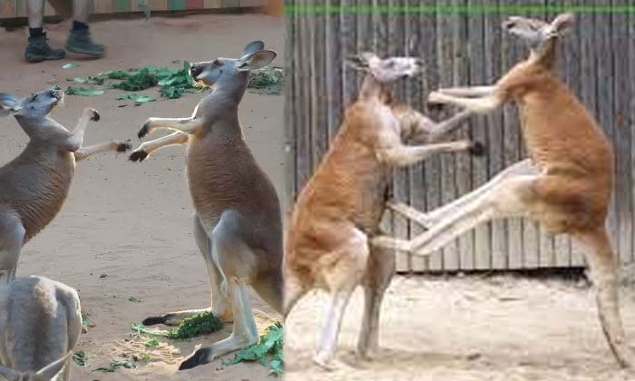  Kangaroos In Martial Arts Video That Has Gone Viral , Marshel Arts, Viral Latest, News Viral, Social Media, Viral Video, Kangaroo-మార్షల్ ఆర్ట్స్ లో దుమ్మురేపిన కంగారూలు.. వైరల్ గా మారిన వీడియో-General-Telugu-Telugu Tollywood Photo Image-TeluguStop.com