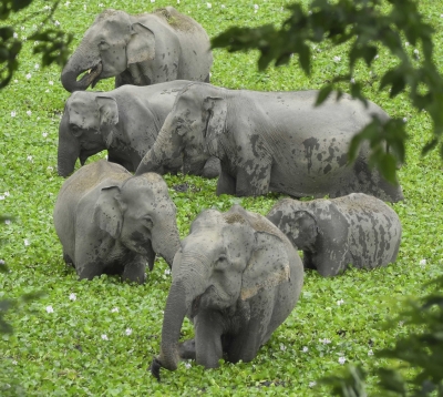 TN forest dept forms special teams to monitor jumbo migration
