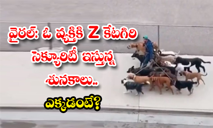 Viral Video Dogs Giving Z Category Security To Man Viral Video-TeluguStop.com
