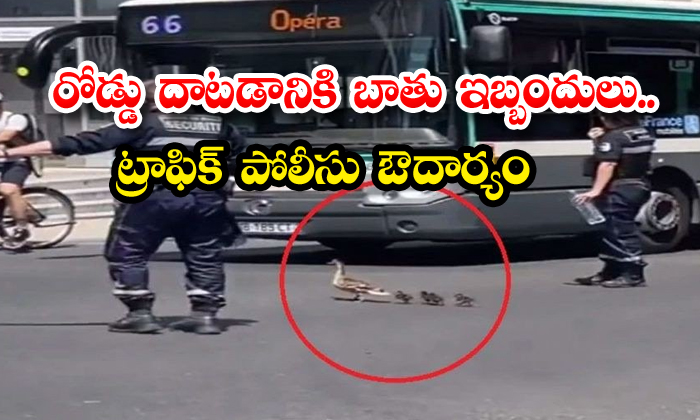  Difficulties Of Ducks To Cross The Road The Generosity Of The Traffic Police , Road, Viral Latest, News Viral, Social Media, Traffic-TeluguStop.com