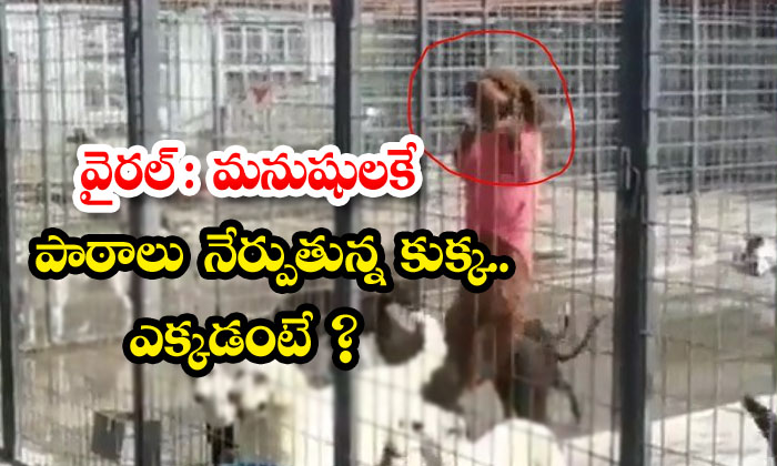  Viral: A Dog Teaching Humans Lessons Dog,viral Latest, News Viral, Social Media, Training-TeluguStop.com