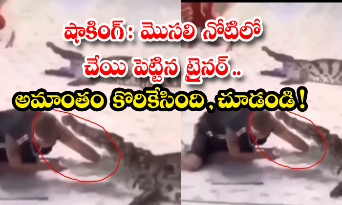  Shocking The Trainer Put His Hand In The Crocodile's Mouth , Crocodile, Trainer, Viral Latest, News Viral, Social Media, Video Viral-TeluguStop.com