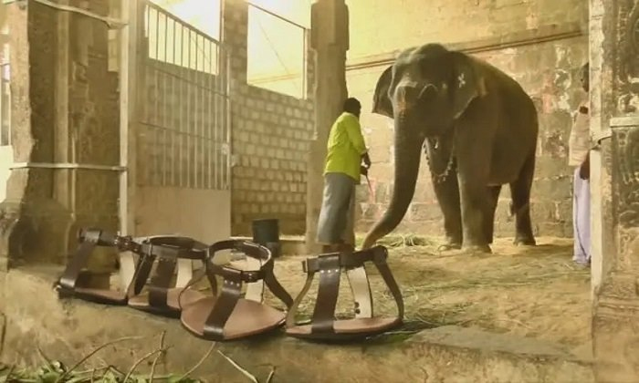Telugu Devotees, Devotional, Gandhimathi, Sandals Elehant, Tamilnadu, Templeelephant, Tirunalveli-General-Telugu Telugu Devotees, Devotional, Gandhimathi, Sandals Elehant, Tamilnadu, Templeelephant, Tirunalveli-General-Telugu
