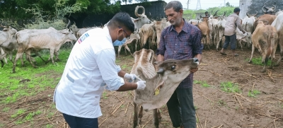  Gujarat Govt Declares 15 Districts Controlled Areas As Lumpy Skin Disease Spreads-Health Tips English-Telugu Tollywood Photo Image-TeluguStop.com