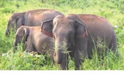  Tn Farmer Killed By Wild Elephant In Erode-TeluguStop.com