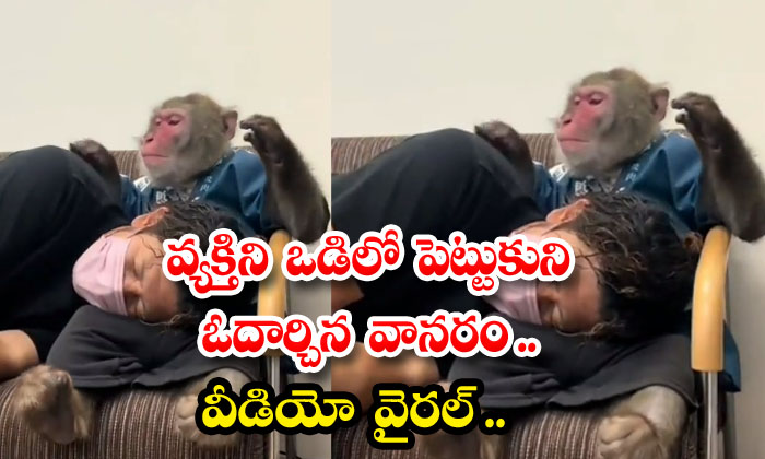  A Monkey Who Comforted A Man In His Lap The Video Went Viral , Man, Moneky, Playing, Viral Latest, News Viral, Social Media,-TeluguStop.com