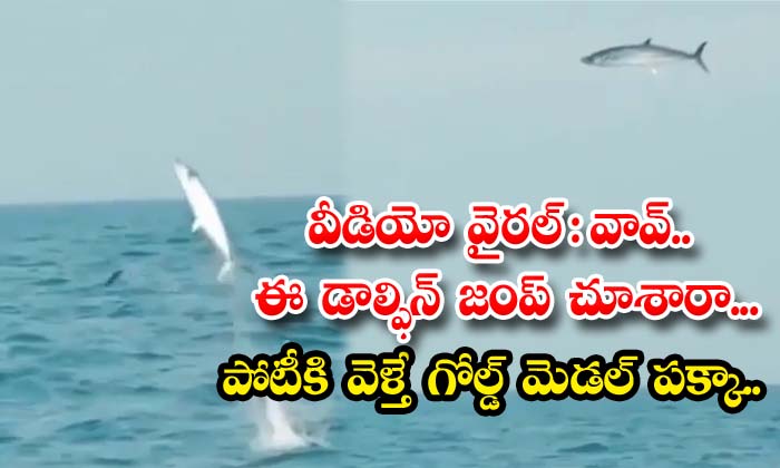  Video Viral: Wow..have You Seen This Dolphin Jump..if You Go To The Competition, You Will Get A Gold Medal.. , Dolphin,gold Medal, Jumping, Viral Latest, News Viral, Social Media, Video Viral-TeluguStop.com