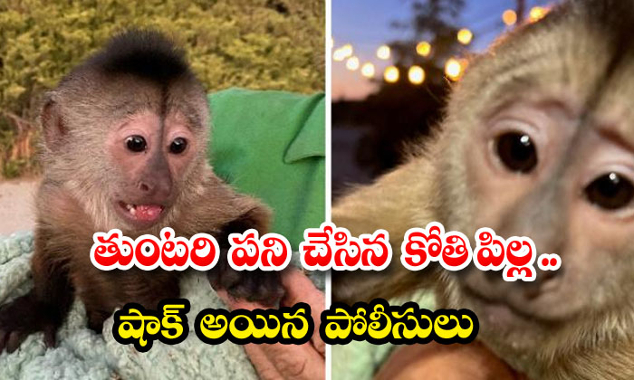 The Baby Monkey Who Did The Job. The Police Were Shocked, Monkey Kid, Police's, Shock, Emergency Call, Done, Phone-TeluguStop.com