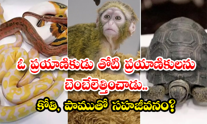  Chennai Airport Customs Seize Monkey Snake And Other Animals From Thaniland Passenger Luggage Details, Passenger, Viral Latest, News Viral, Social Media, Monkey, Snake, Chennai Airport ,customs, Seize ,monkey ,snake , Thaniland Passenger, Luggage-TeluguStop.com