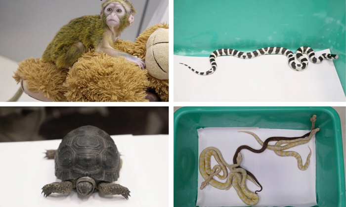 Telugu Chennai Airport, Customs, Luggage, Monkey, Passenger, Seize, Snake, Latest-Latest News - Telugu Telugu Chennai Airport, Customs, Luggage, Monkey, Passenger, Seize, Snake, Latest-Latest News - Telugu