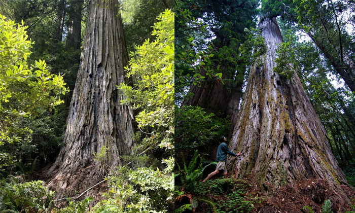 Telugu Tree, Calinia, Fine, Redwoodnational, Latest-Latest News - Telugu Telugu Tree, Calinia, Fine, Redwoodnational, Latest-Latest News - Telugu