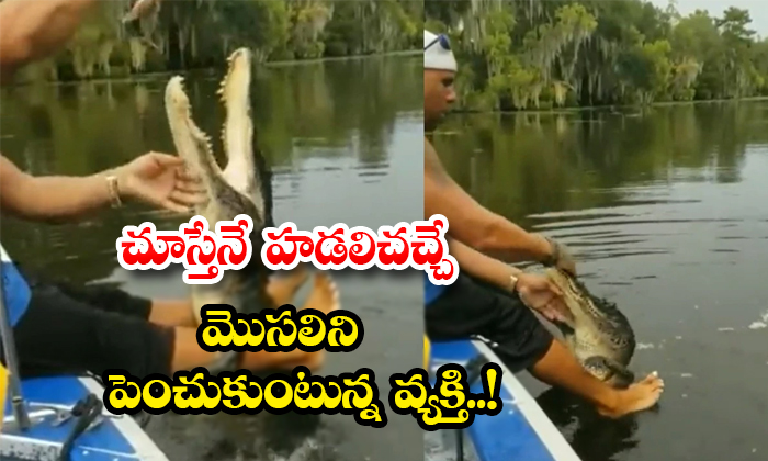  Man Feeding Crocodile Pet Video Goes Viral Details, Man Feeding Crocodile, Crocodile Latest Video, Latest Video Viral, Crocodile Man Friendship, Pet Crorodile,-TeluguStop.com
