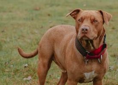 Peta Renews Call For Ban On Foreign Dog Breeds After 2nd Pitbull Attack-TeluguStop.com
