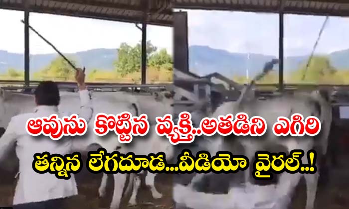  The Man Who Beat The Cow The Calf That Kicked Him , Cow , Viral Latest , News Viral , Social Media , Video Viral , Man Beat The Cow,cow Calf-TeluguStop.com