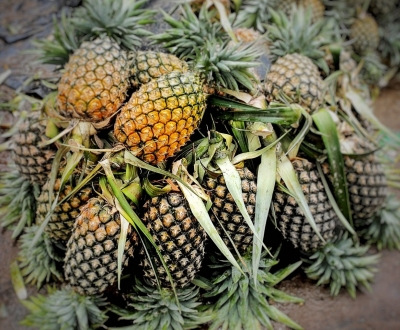  Tripura Exported Over 9k Tonnes Of Pineapples In 2 Years-TeluguStop.com