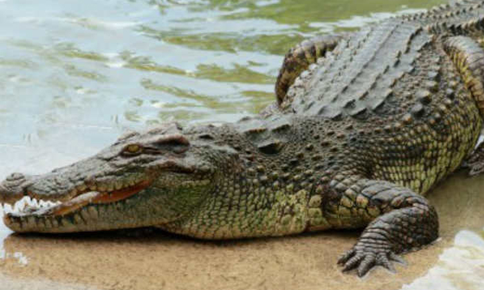 Telugu Crocodile Enter, Crocodile, Haridwar, Heavy, Solani River, Uttarakhand-Latest News - Telugu