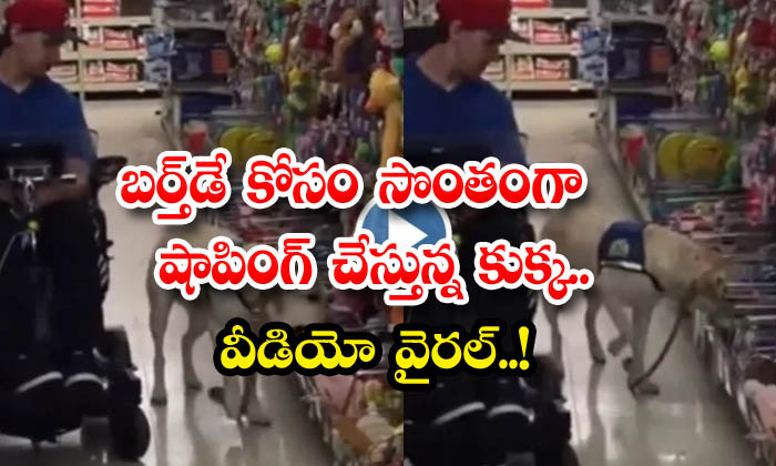  Dog Shopping For His Own Birthday Video Viral , Viral Video, Dog Video, Dog Sho-TeluguStop.com