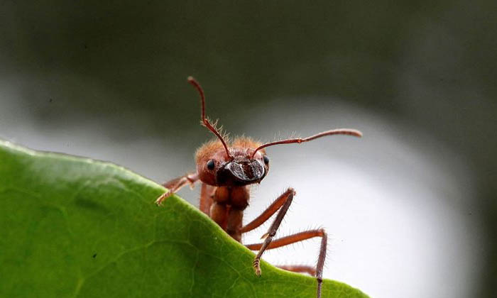  You Will Be Surprised To Know How Many Ants There Are On Earth 489 Studies Together , Viral Latest, News Viral, Latest News, Social Media, Ants-భూమి మీద ఎన్ని చీమలున్నాయో తెలిస్తే ఆశ్చర్యపోతారు.. ఏకంగా 489 అధ్యయనాలు-General-Telugu-Telugu Tollywood Photo Image-TeluguStop.com