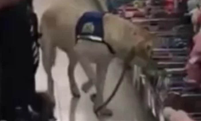  Dog Shopping For His Own Birthday Video Viral , Viral Video, Dog Video, Dog Sho-TeluguStop.com