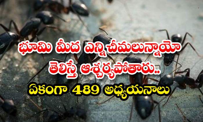  You Will Be Surprised To Know How Many Ants There Are On Earth 489 Studies Together , Viral Latest, News Viral, Latest News, Social Media, Ants-TeluguStop.com