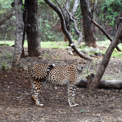 Cheetah Politics: Cong Mla Cries Foul Over Rajasthan Not Getting The Big Cats-TeluguStop.com