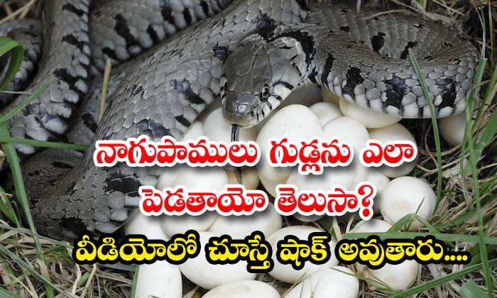  do you know how cobras lay eggs - Telugu Cobras Lay Eggs, Cobra, Odisha, Snake Catcher