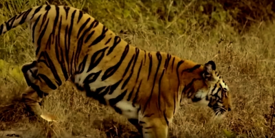  Man-eater Tiger Dodges Hunter, Flees With Goat Bait-TeluguStop.com