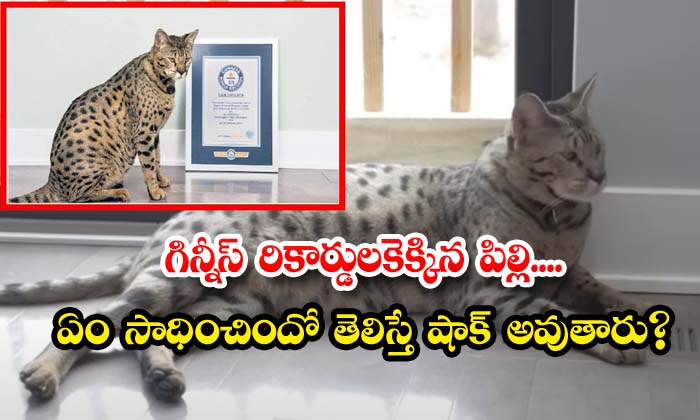  Guinness World Records Cat, Cat, Gunnis Record, Viral Latest, News Viral, Lates-TeluguStop.com