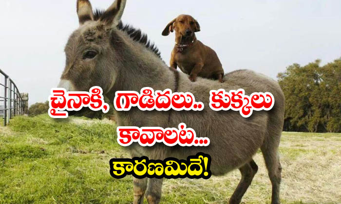  China Wants Donkeys, Dogs That's The Reason, China Wants Donkeys, Dogs That's Th-TeluguStop.com