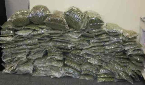  Heavy Cannabis Crackdown In Nalgonda District-TeluguStop.com
