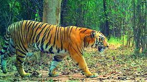  A Tiger Roams The Premises Of Bhopal Manit University-TeluguStop.com
