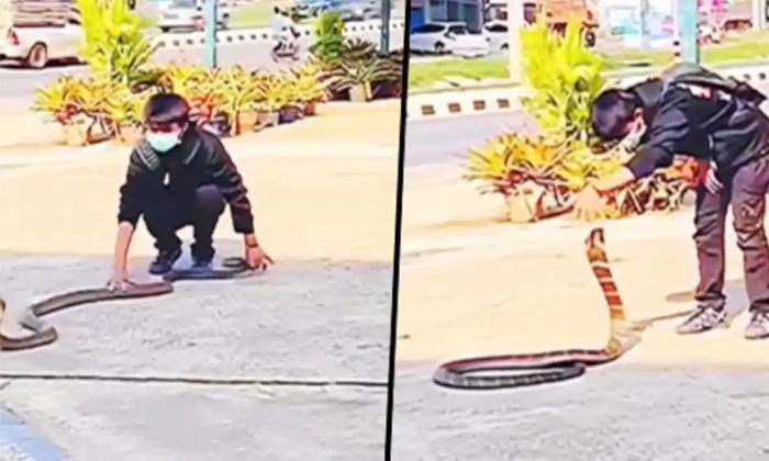 A Young Brave Boy Controlling King Cobra With Hands Video Viral Details, Young-TeluguStop.com