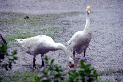  Bird Flu Detected In French Duck Farm-TeluguStop.com