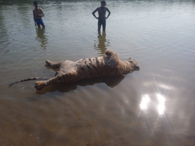  Body Of Tiger Found Floating In River In Pench National Park-TeluguStop.com