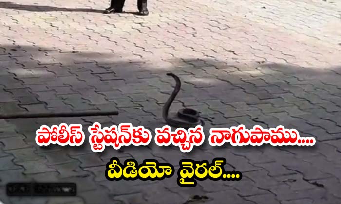  The Cobra Came To The Police Station The Video Is Viral , Cobra Came To The Pol-TeluguStop.com