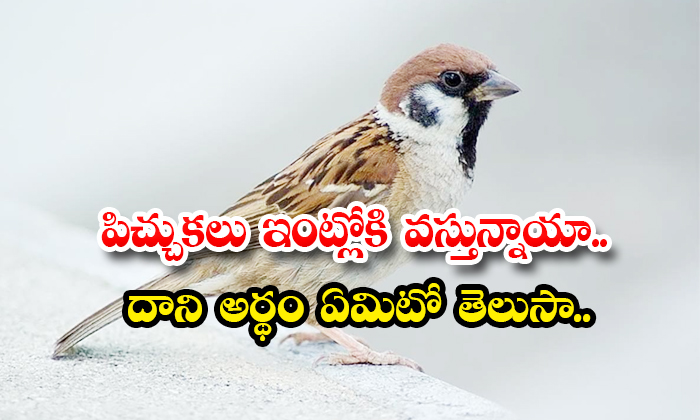  Are Sparrows Coming Into The House Do You Know What It Means Details, Sparrows C-TeluguStop.com