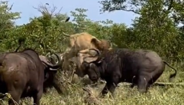  Viral: Watch The Ploughshares Attack Kodama Lion , Lion, Buffalo, Attack , Vira-TeluguStop.com